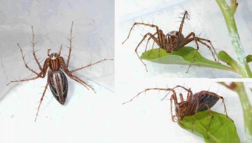 Oxyopes sp.